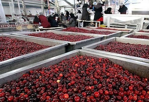 خط تولید لواشک و آلوچه