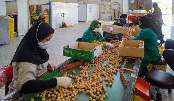 خط تولید و بسته بندی انجیر خشک